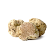 Färsk vit vintertryffel - Tuber magnatum pico