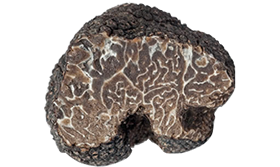 Svart vintertryffel - Tuber brumale