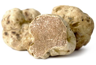 Tuber Magnatum Pico - Vit Vintertryffel - Albatryffel