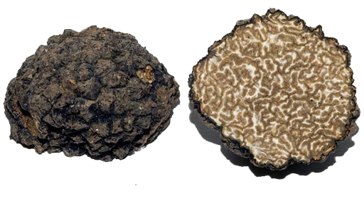 Tuber Uncinatum - Hösttryffel